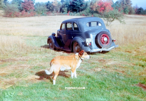 1936 Ford Four Door Sedan. American army officer with his lovely dog in Massachusetts USA 1941.