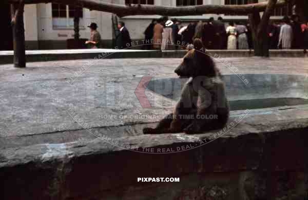 bear at the Dresden zoo, Germany 1939