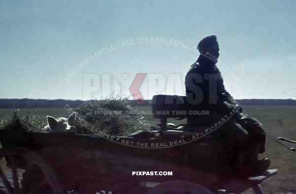 captured pig on the back of a horse cart, Russia 1944