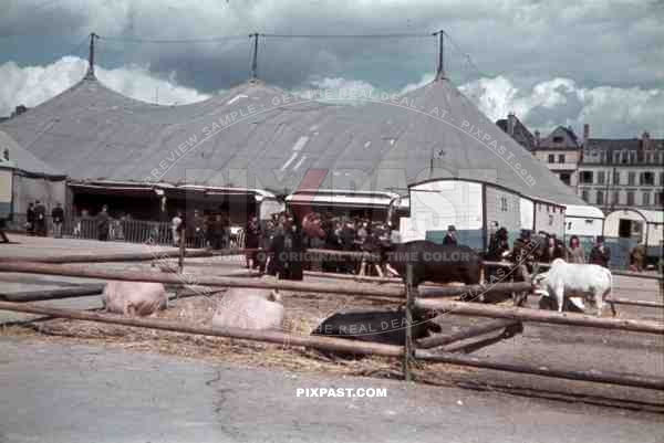 cattle at a fair in Metz, France ~1940