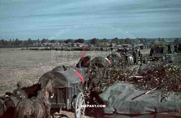 German medical ambulance horse cavalry unit red flags convoy Russian front invasion 1941 Operation Barbarossa.