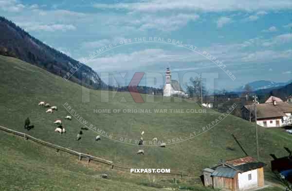 herd of sheep in Nonn, Germany 1940