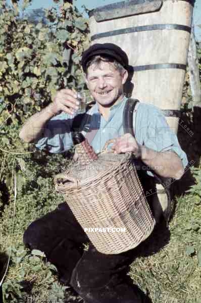 man drinking some wine on vineyard in Baden-Wuerttemberg, Germany ~1938