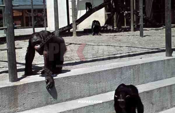 Monkeys in the Hellabrunn Zoo Munich Germany 1938. Zoological garden,  right bank of the river Isar