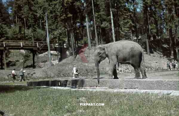 Munich, Zoo, Germany, 1939, Elephant enclosure,