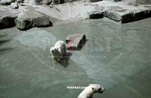 Munich, Zoo, Germany, 1939, White Polar Bear.