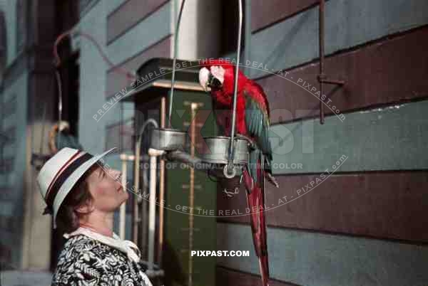 Parrot in Berlin Zoo 1938