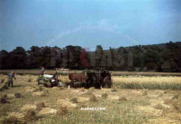 Reaping the crop near Langenbroich, Germany ~1940