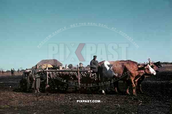 Russian farmer pulling German 3.7cm PaK cannon through Mud, September 1941. Poltava, Donez, Ukraine.