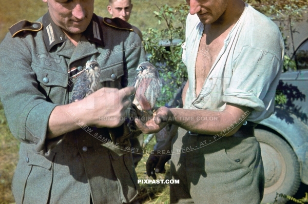 Signal Communication FUNKER officer with iron cross ribbon holding baby birds. 297 Infantry Division. Russia 1942