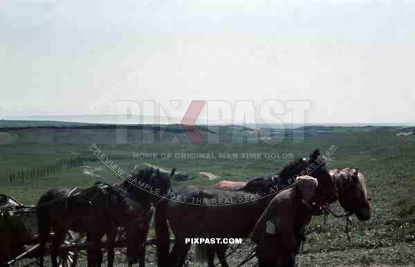 Ukrainian farmer peasant with horse wagon pass German panzer unit, Krim, Kretsch, 1942, wood anti tank wall.