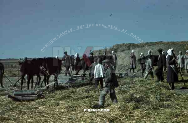 Ukrainian farmer peasant women with cows, wagon, collecting fresh hay, Krim, Kretsch, 1942, 22nd Panzer Division.