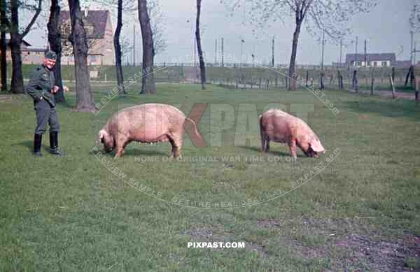 Wehrmacht soldier with pigs in NiederauÃŸem, Germany 1940