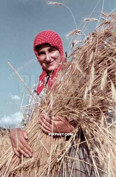 woman with headscarf harvesting, Germany ~1938