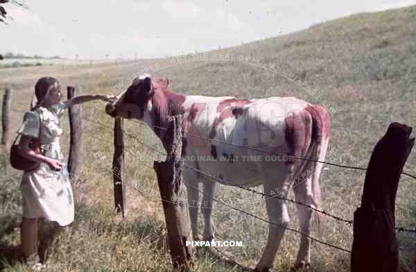 WW2 Color Germany Bremerhaven summer 1939 Girl daughter BDM handbag field agra dairy cow